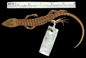 Media type: image;   Herpetology R-11203 Aspect: dorsal